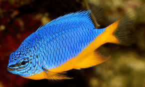 chris_aqua22