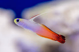 sammy_fins