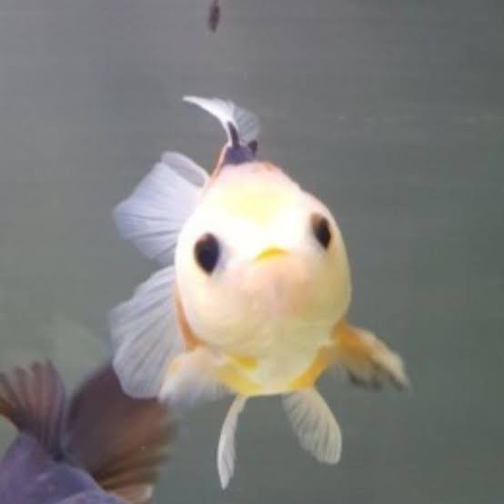 beaky_pearl