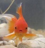 gasp_goldie