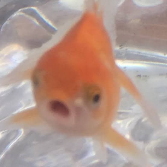 shock_orange