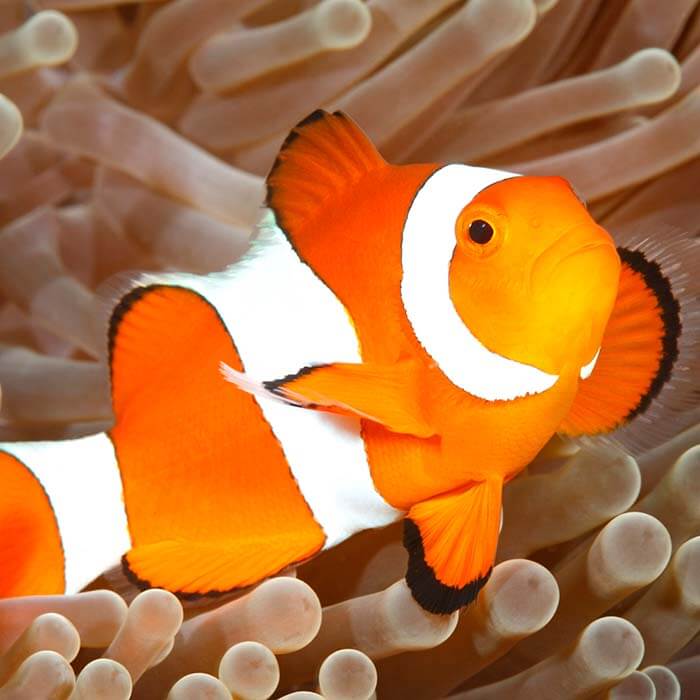 reeflover77