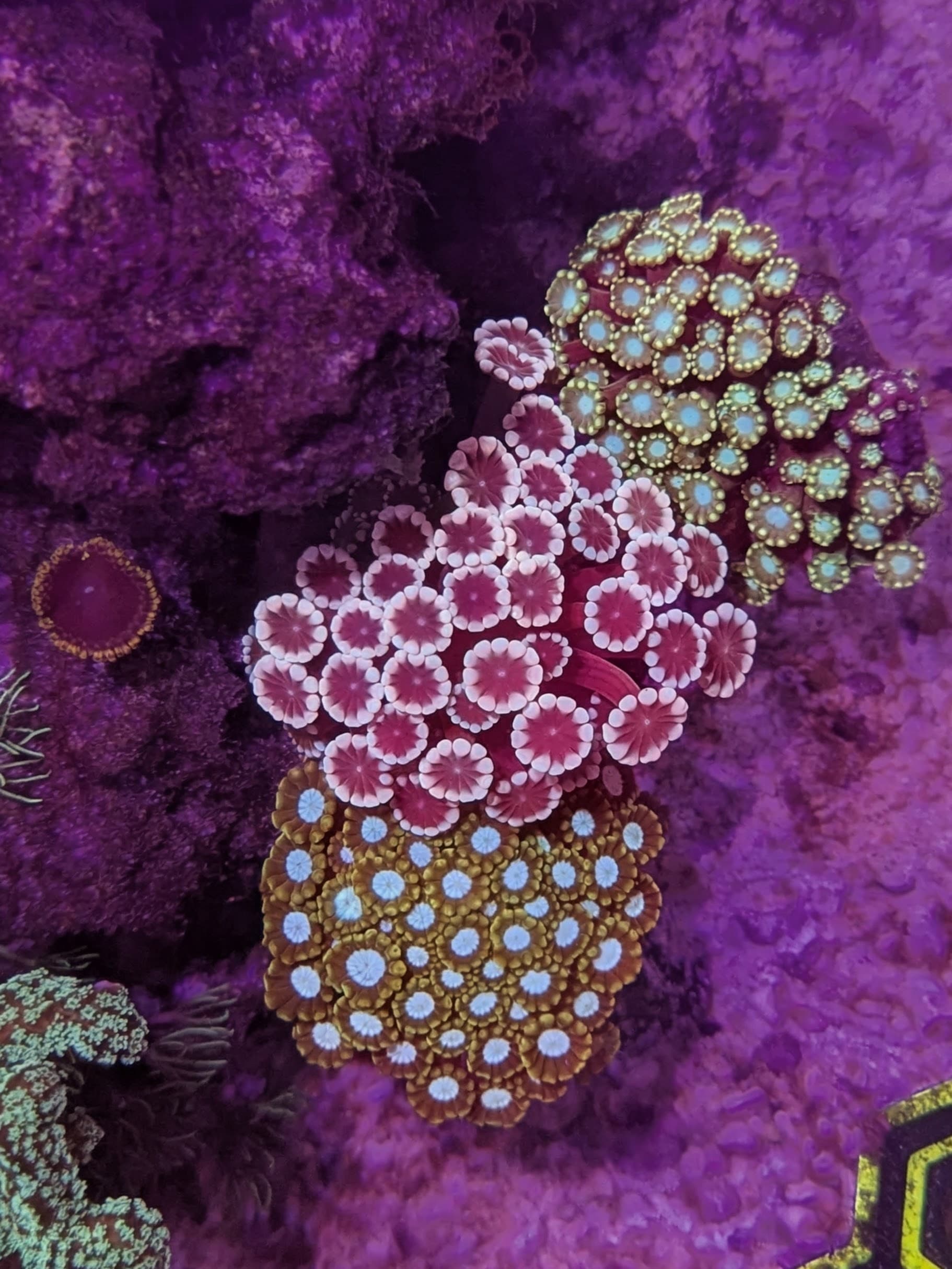 Rens_Reef