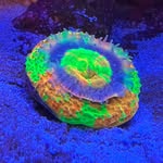 jpacrylicreef