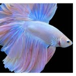 Quantum Aquatics