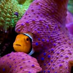 Reef With Landon